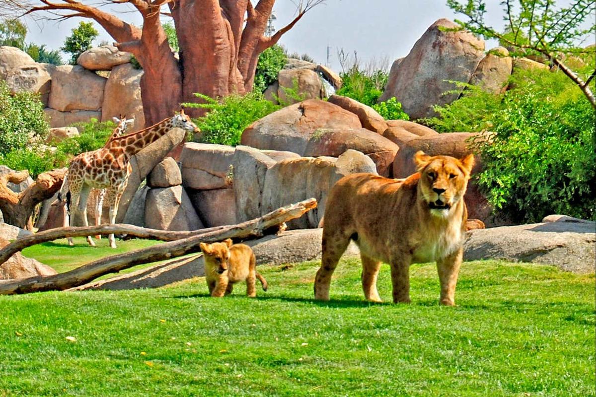 Bioparc Valencia Ticket