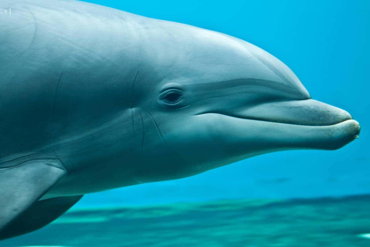 Biglietti per l'Acquario di Genova + giro in barca con avvistamento di cetacei