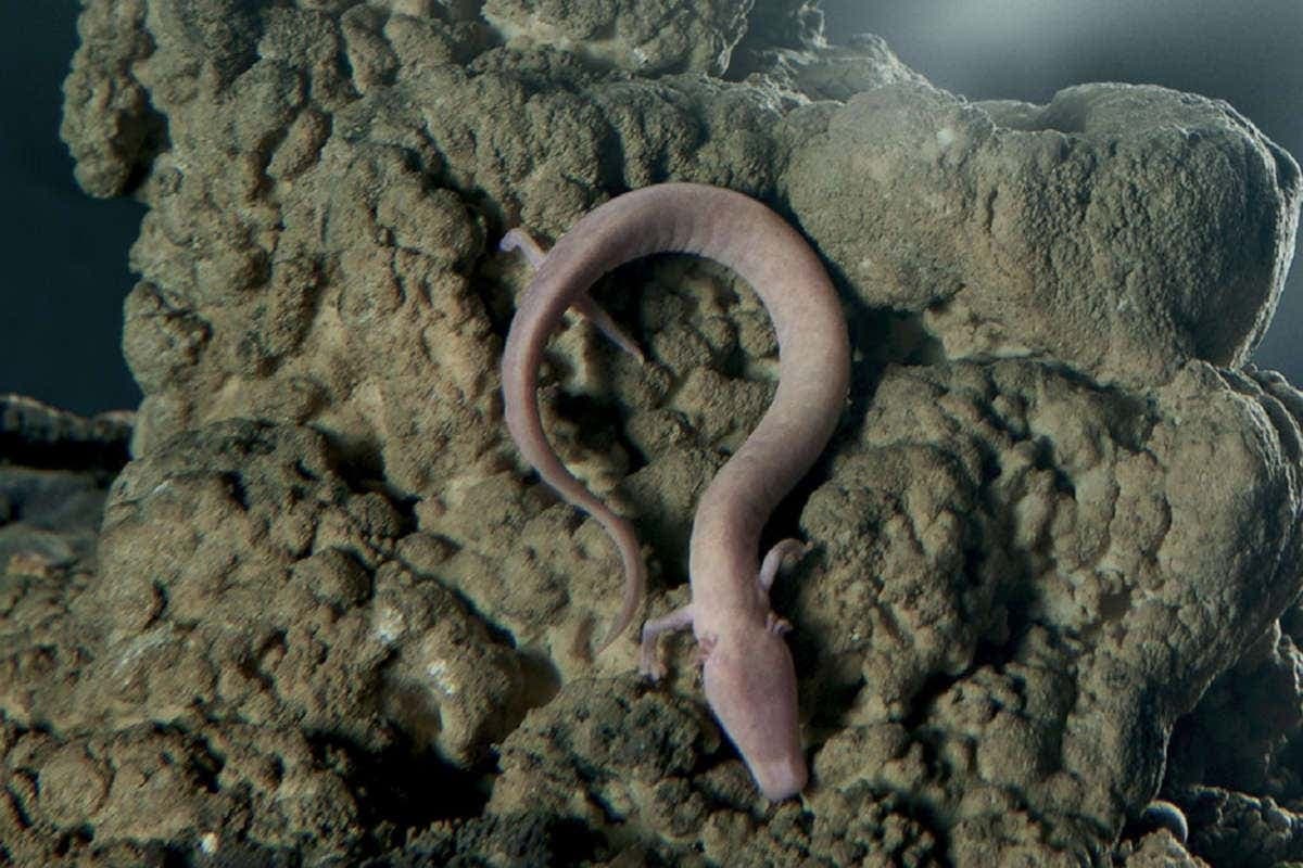 Escursione alle Grotte di Postumia e al Castel Lueghi