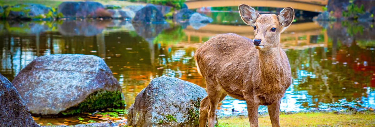 Escursione a Nara e Uji