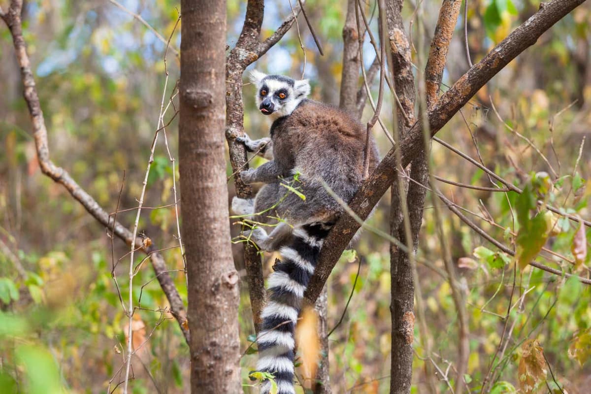 Lemurs of Madagascar Private Tour