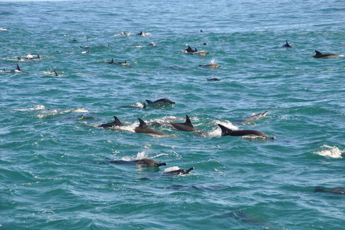 Avistamento de golfinhos em Addu