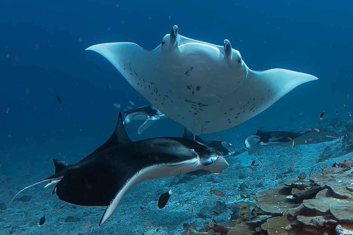Snorkeling avec des tortues et des raies manta
