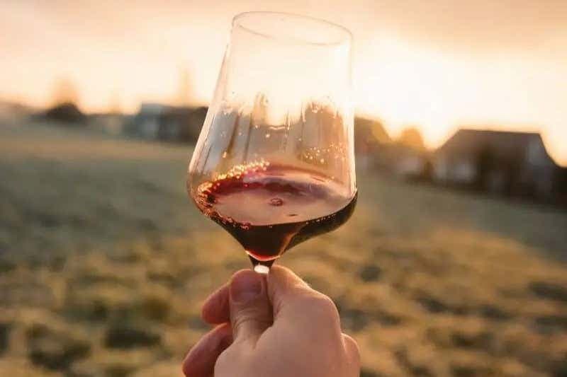 Tour de viñedos por Aguascalientes