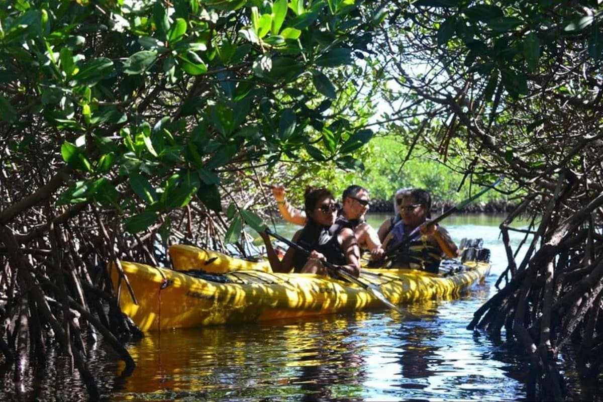 Tour en kayak por los manglares del Mogote