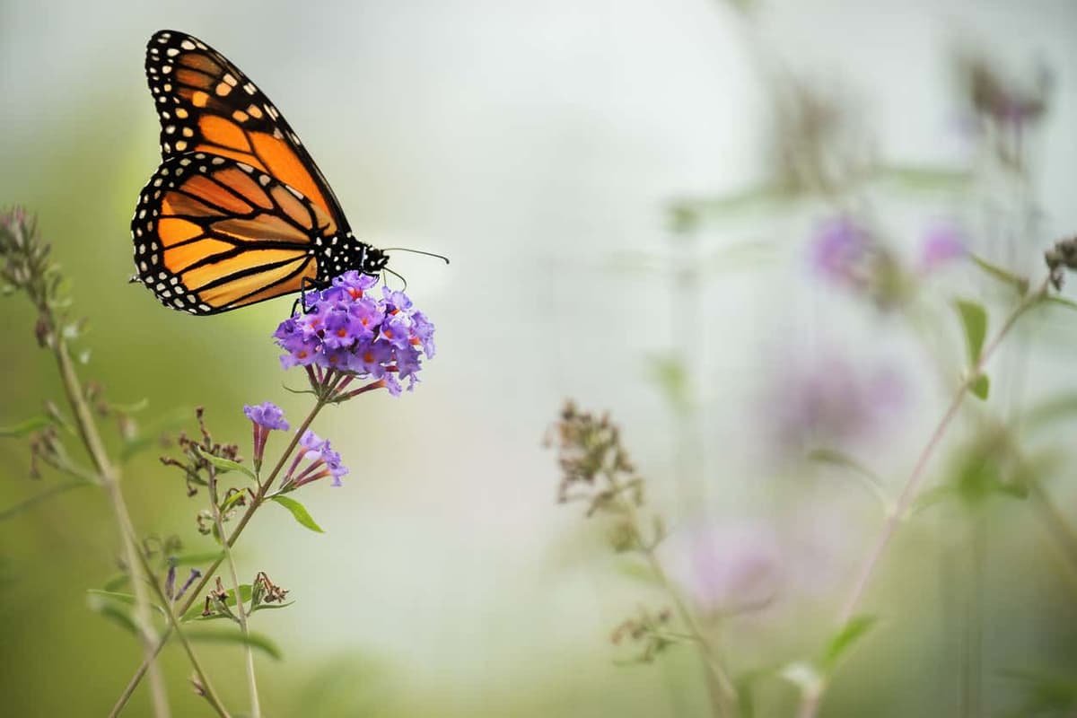 Excursión al santuario de mariposas monarca Sierra Chincua