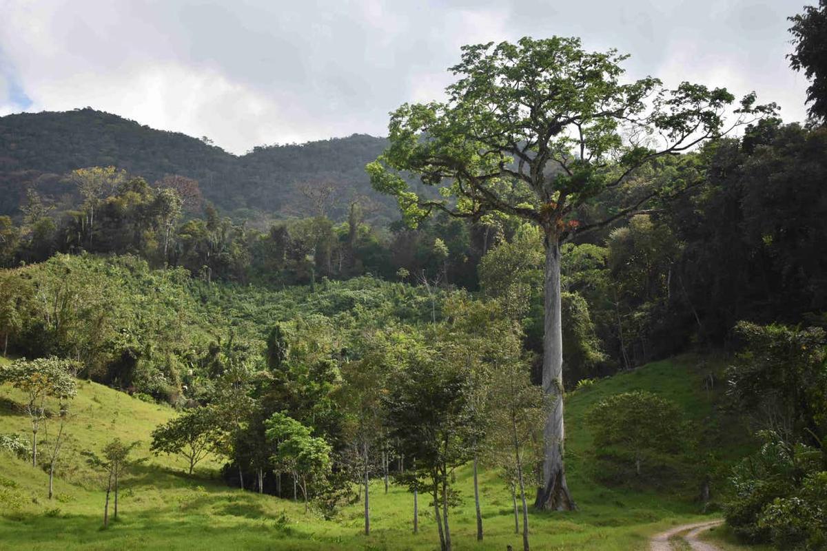 Senderismo por la selva Lacandona