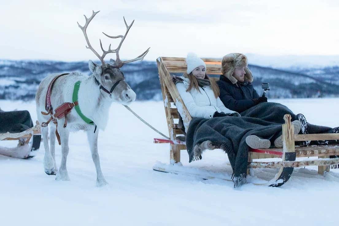 Passeio de trenó de renas e visita a um acampamento sami