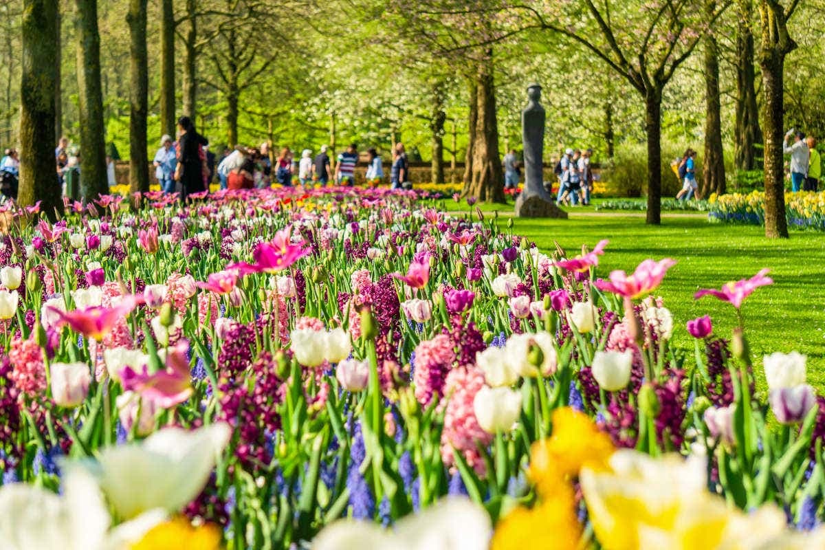 Autobus per Keukenhof con biglietti