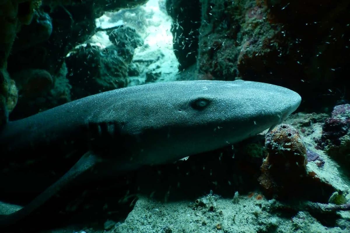 Buceo en Bocas del Toro