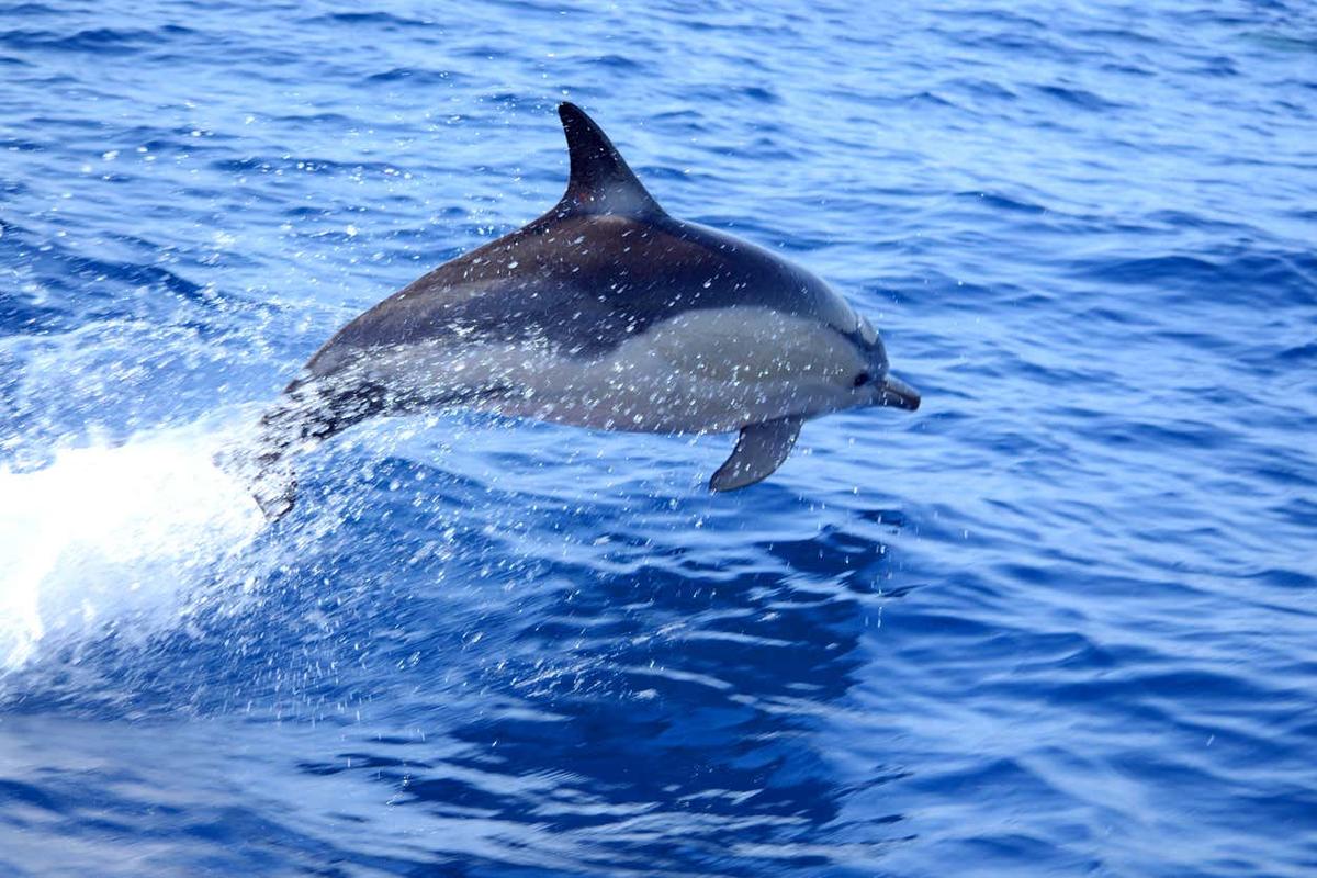 Avistamiento de delfines en Tavira