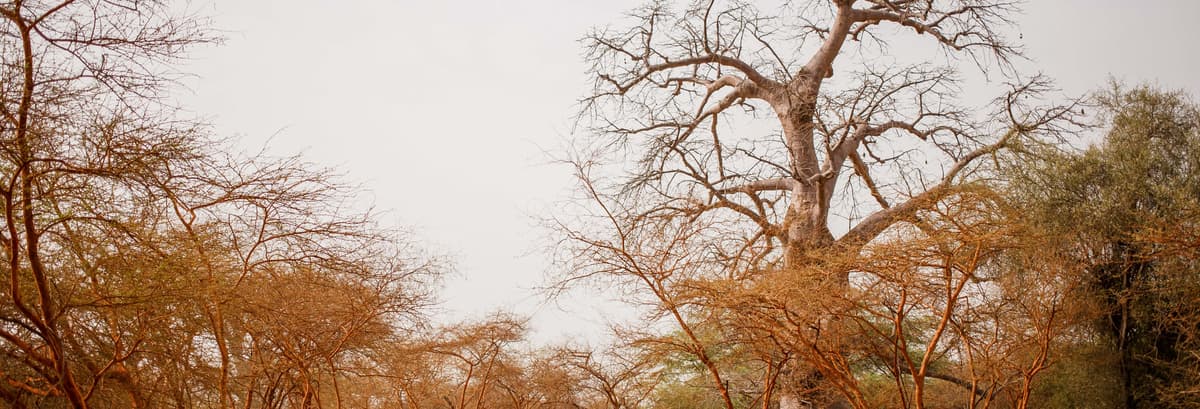 Escursione privata alla Riserva di Bandia e al Lago Retba