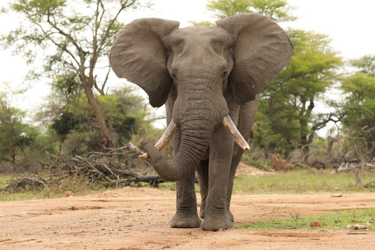 Safari de 4 días por el Parque Nacional Kruger