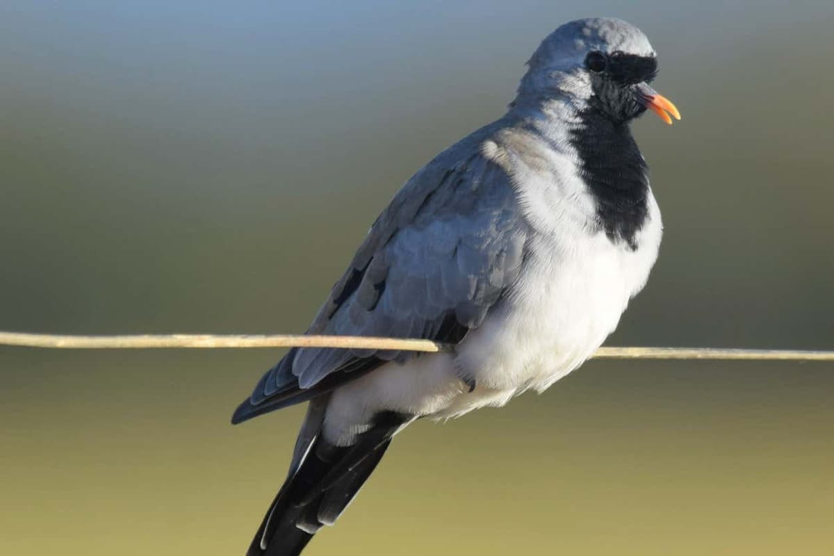 Bird Watching Oudtshoorn