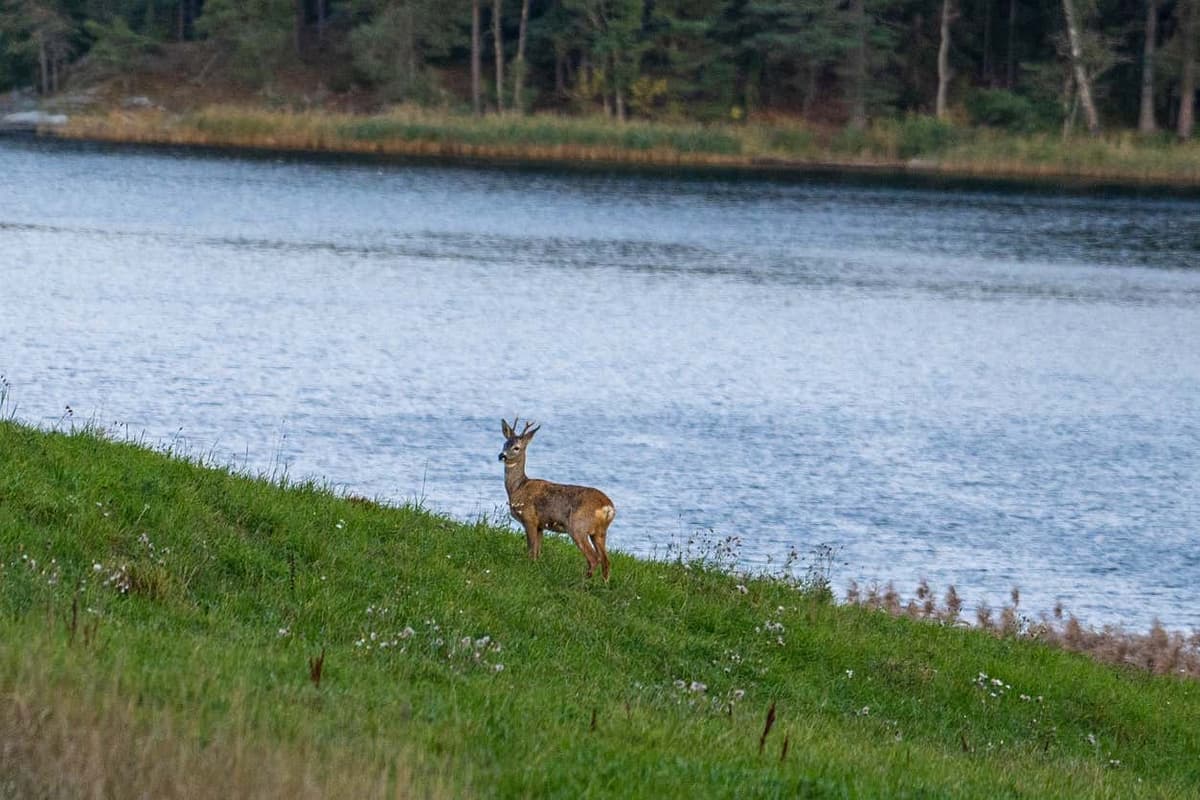 Stockholm Wildlife Safari