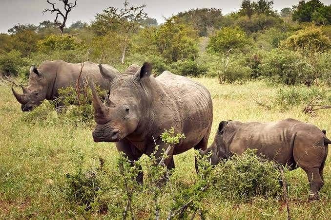 Ziwa Rhino Sanctuary Tour