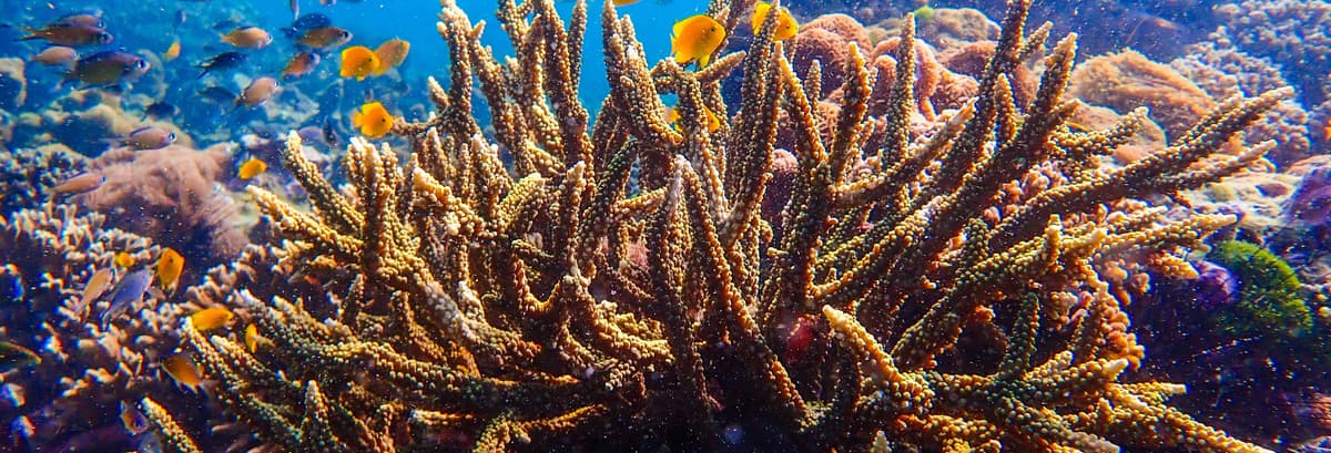 Nha Trang Seawalker Tour