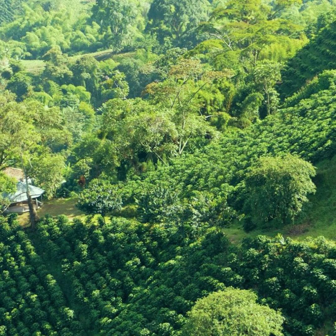 Dia 5. Pereira - Tour do Café - Pereira