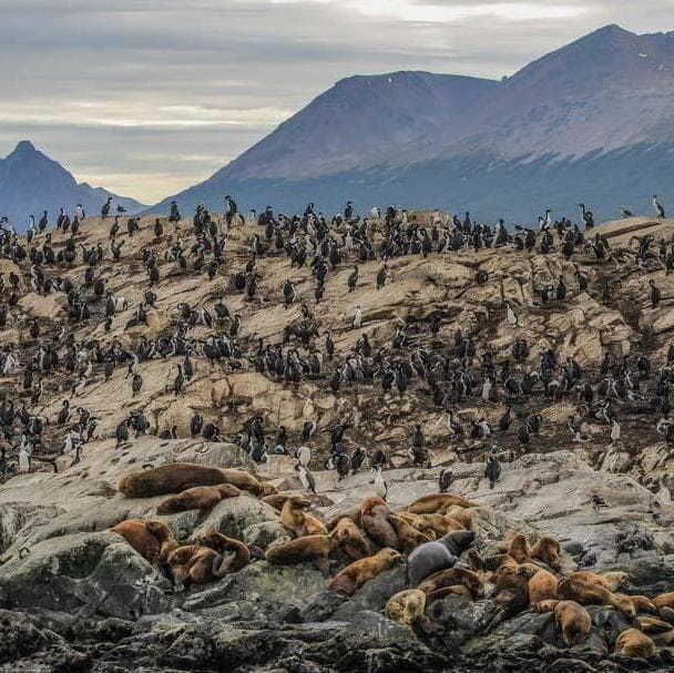Tierra del Fuego National Park + Beagle Channel Navigation - Ushuaia