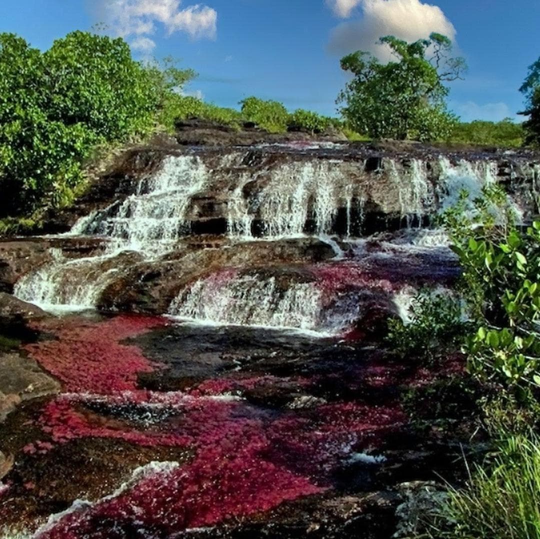 Day 4. Caño Cristales  - La Macarena
