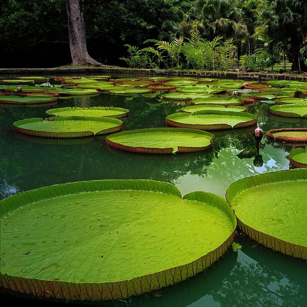 Día 4.  Caminata en la Isla Macagua – Límites con selva peruana  - Leticia