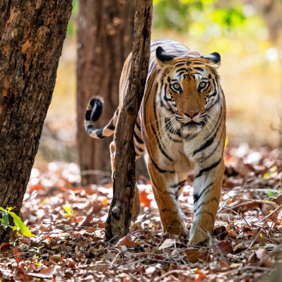 Le maestose tigri del Parco di Ranthambore  - Parco nazionale di Ranthambore
