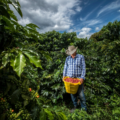 Dia 4. Pereira - Tour de Café  - Pereira