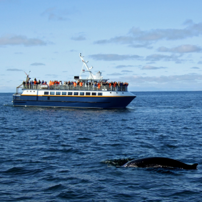 Mini-crociera sul fiume S.Lorenzo per avvistamento dei cetacei - Toronto