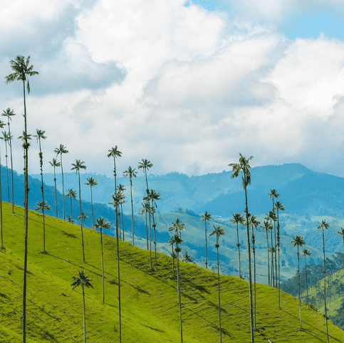 Dia 6. Pereira - Valle del Cocora y Salento  - Pereira