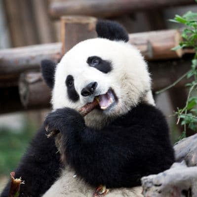 Emozionarsi davanti ai panda giganti di Chengdu - Chengdu