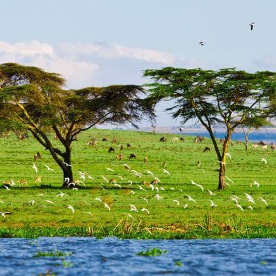 Giro panoramico in barca a Lake Naivasha - Naivasha