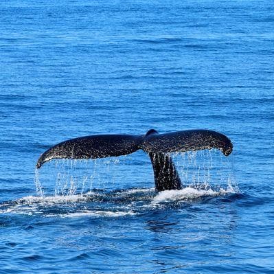In barca alla ricerca di cetacei - Boston