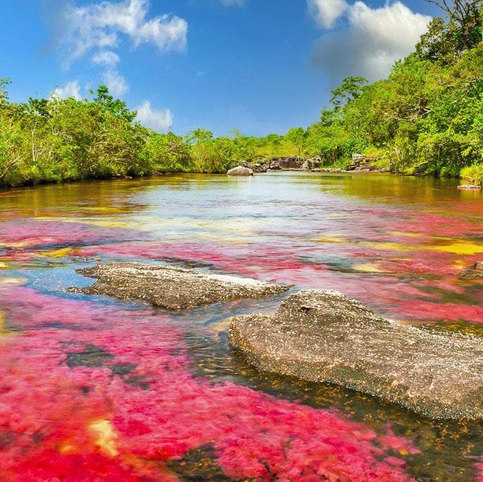Day 3. Bogota - Caño Cristales  - La Macarena