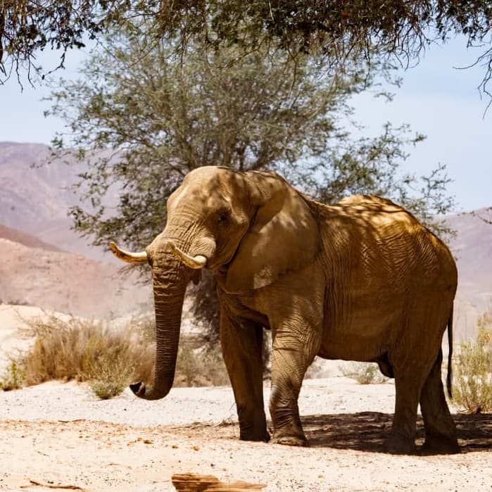 Safari alla ricerca degli elefanti del deserto - Damaraland