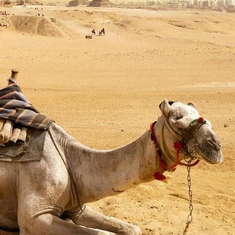 Desert Safari with Bedouin Dinner Hurghada - Hurghada