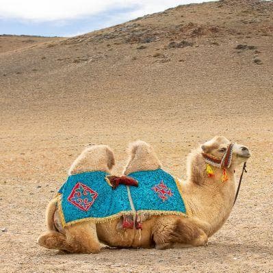 Passeggiare a dorso di cammello nel deserto del Gobi - Baga Gazariin Chuluu