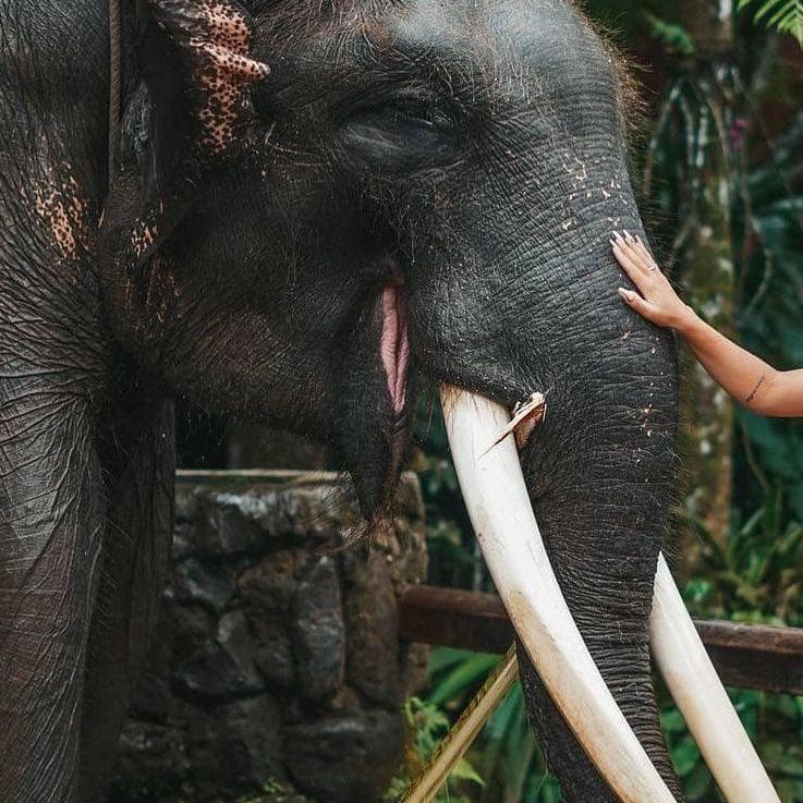 Elephant Park and Elephant Ride - North Bali