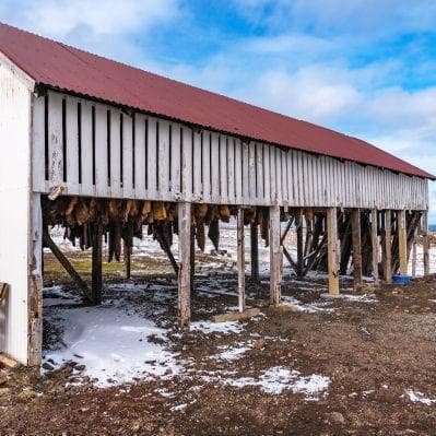 Visita al museo dello squalo - Borgarnes