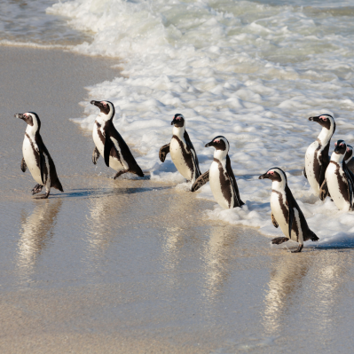 La colonia di pinguini a Boulder’s Beach - Città del Capo