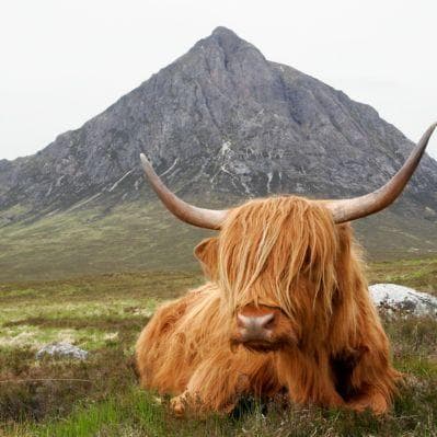 Una foto alle caratteristiche mucche delle Highlands - Elgin