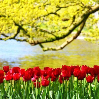 Il parco botanico di Keukenhof, noto anche come il “Giardino d’Europa” - Amsterdam