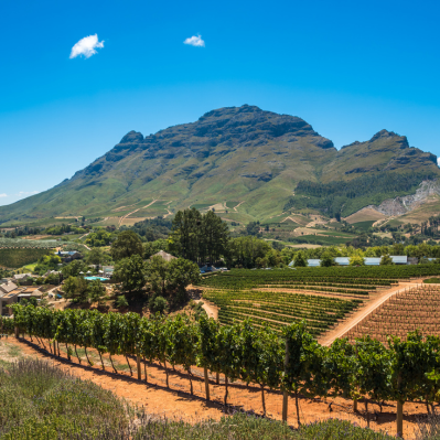 Pranzo con degustazione nelle Winelands - Città del Capo