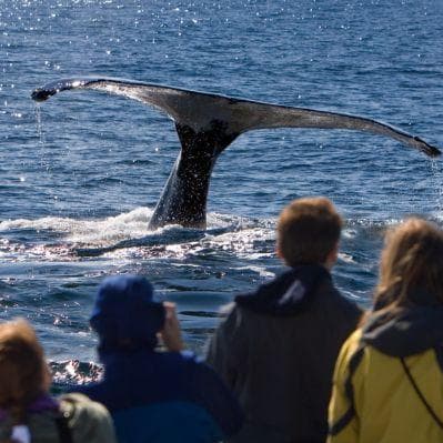 Escursione per l’avvistamento di cetacei - Boston