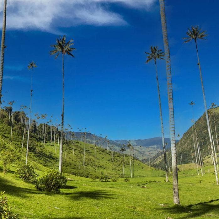 Day 5. Tour to Cocora Valley - Salento  - Armenia, Quindio