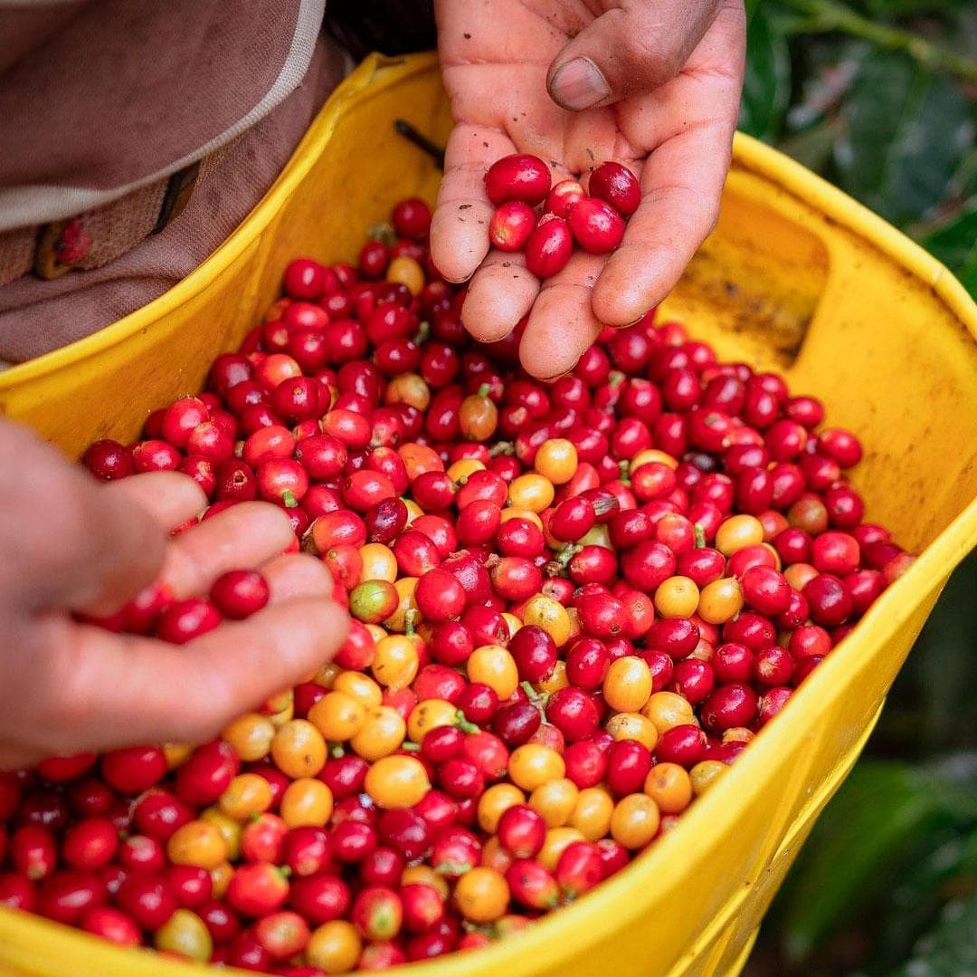 Day 4. Flight to Armenia Coffee Experience - Armenia, Quindio