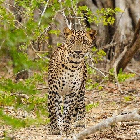 Eintritt in den Yala-Nationalpark + halbtägige 4x4-Jeep-Safari - Tissamaharama