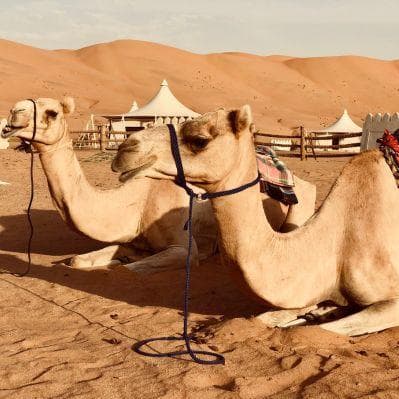Pernottamento nei magnifici scenari di Jebel Akhdar e del deserto di Wahiba Sands - Wahiba Sands