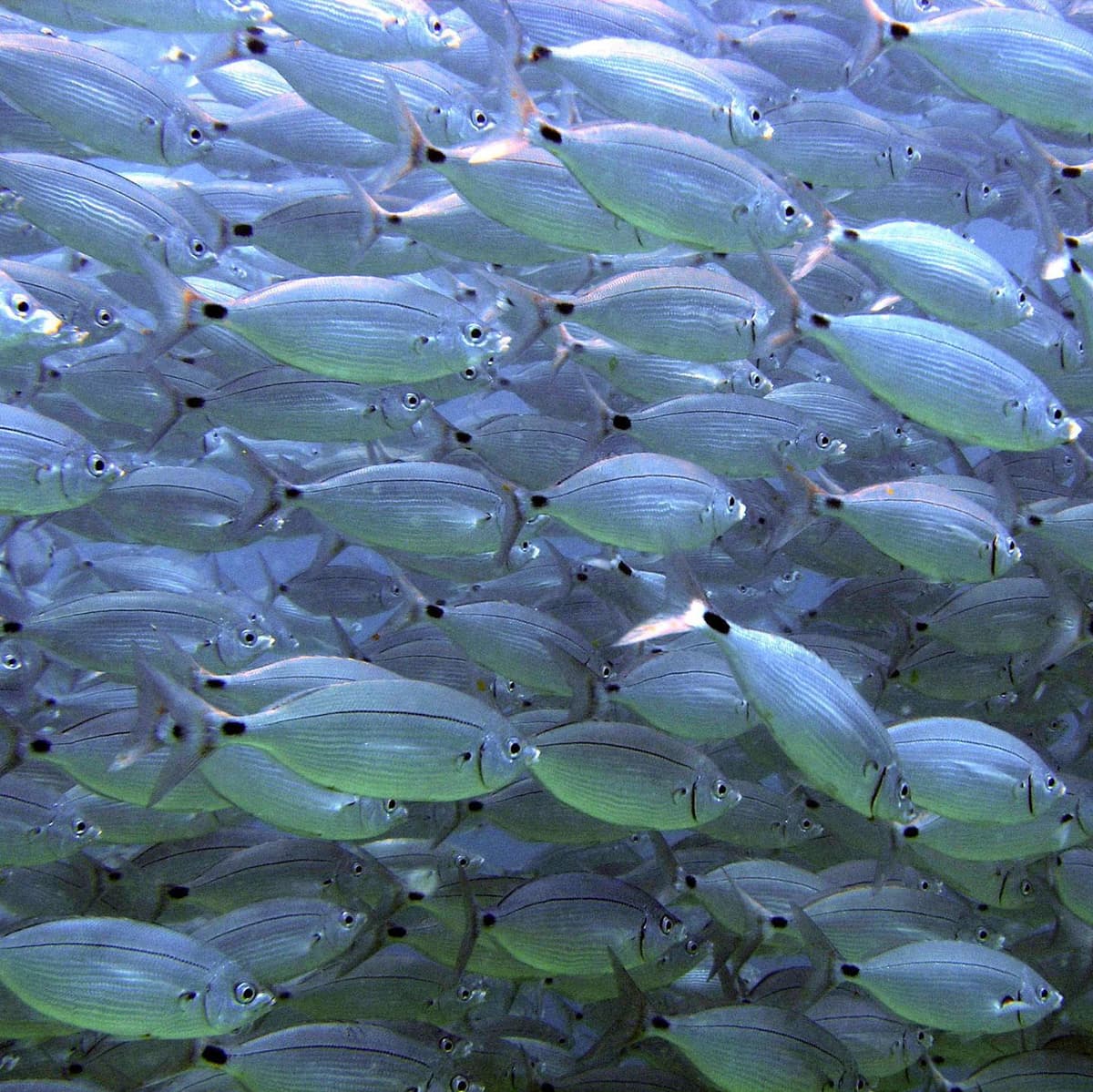 Diving Santo Antao - Santo Antao Island