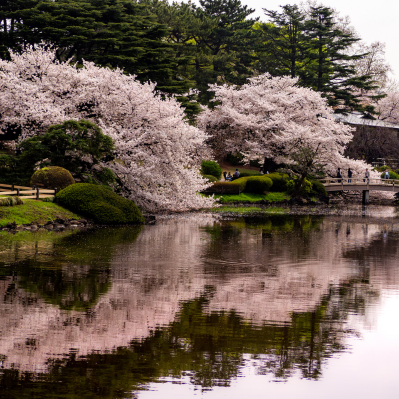 L'incanto della primavera giapponese con i ciliegi in fiore - Tokyo