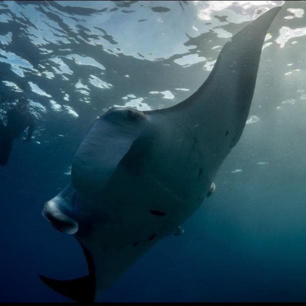 Diving Moheli island - Moheli